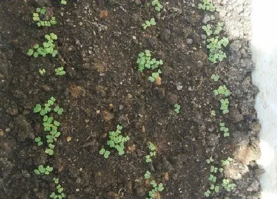 种植管理|芥菜种植行距和株距多少 合理种植间距与密度是关键