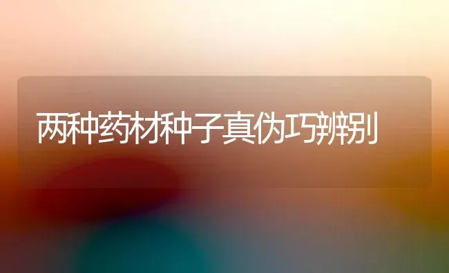 两种药材种子真伪巧辨别 | 药材种植