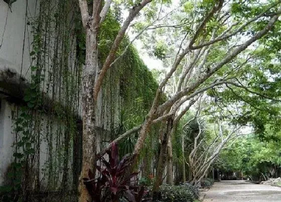 植物百科|黎是什么植物