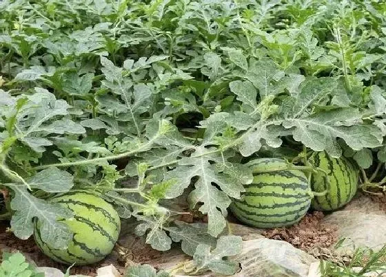 植物播种|露天西瓜什么时候播种最合适