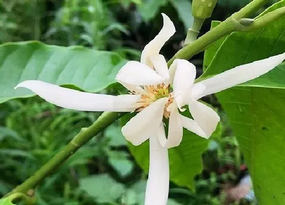 开花时间|白兰一年开几次花