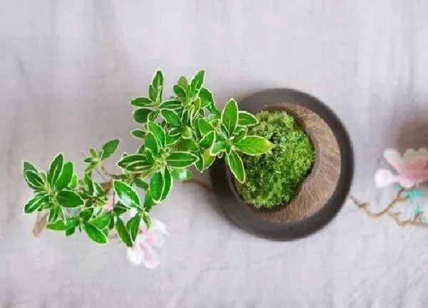 植物浇水|六月雪换盆后要浇水吗