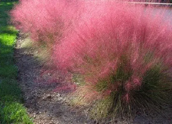 种植管理|粉黛乱子草几月份种植合适