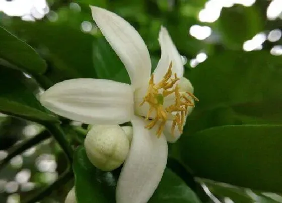 颜色花|柚子花是什么颜色的