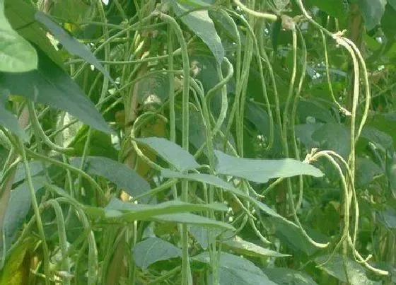 种植方法|饭豆的种植方法和时间 高产种植技术及管理要点