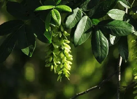 植物百科|元宝树开花吗 开花有什么兆头