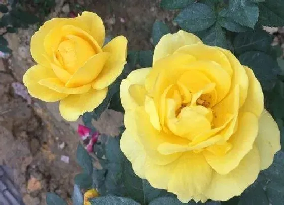 花语|什么花的花语是团圆美满