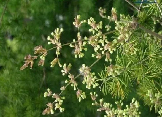 植物百科|蓬莱松开花吗 开花是什么样子的