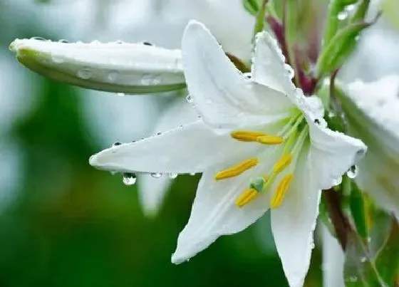 花语|白百何花代表什么意思