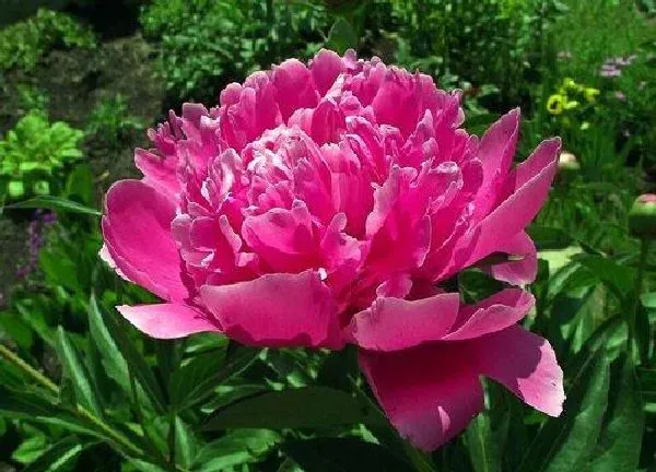 植物浇水|多菌灵可以浇牡丹吗