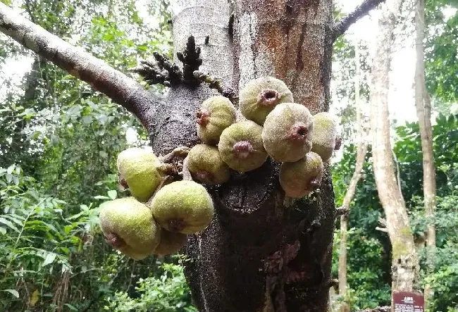 食用须知|聚果榕果子能吃吗