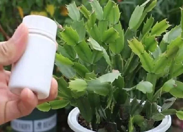 植物浇水|阿司匹林可以浇蟹爪兰吗
