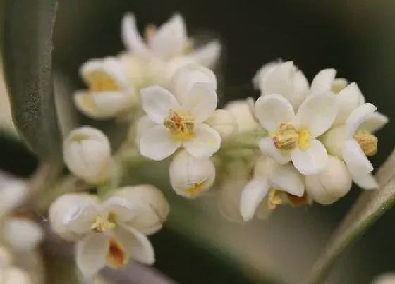 花期|橄榄花期管理方法与要点