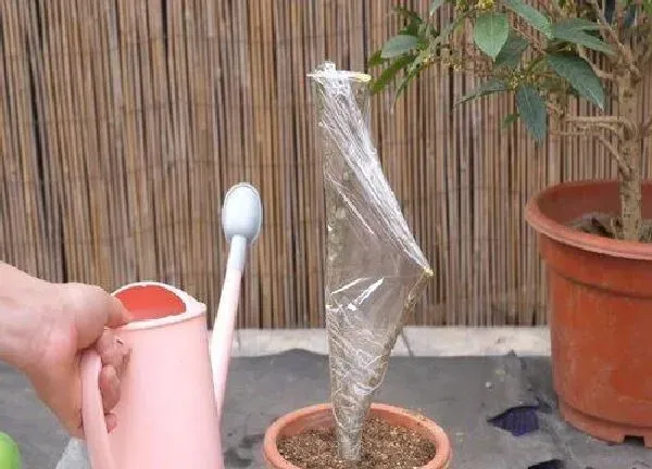 植物扦插|桂花树几月份扦插最好