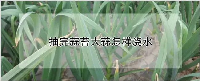 抽完蒜苔大蒜怎样浇水 | 农业技术