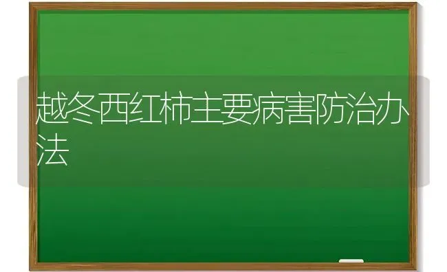 越冬西红柿主要病害防治办法 | 蔬菜种植