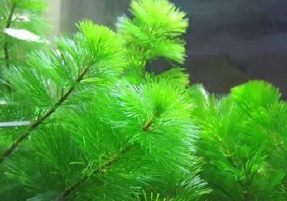 烂根|绿菊水草没根能活吗 有叶无根能栽活吗