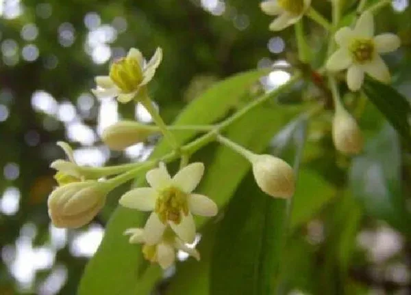 植物浇水|刚栽的树几天浇一次水 春夏秋冬各不同