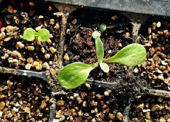 植物育苗|水蜜桃种子怎么发芽 种子催芽的种植方法