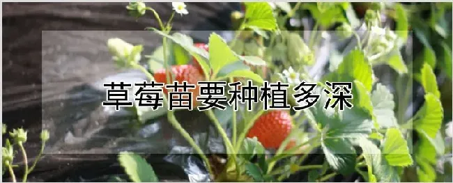 草莓苗要种植多深 | 耕种资料