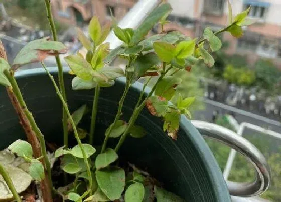 种植管理|蓝莓几年结果 种多久可以结果