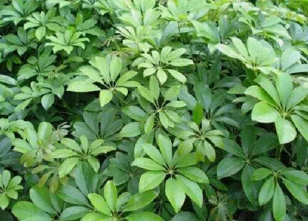 植物浇水|鹅掌木多长时间浇一次水 几天浇水一次好