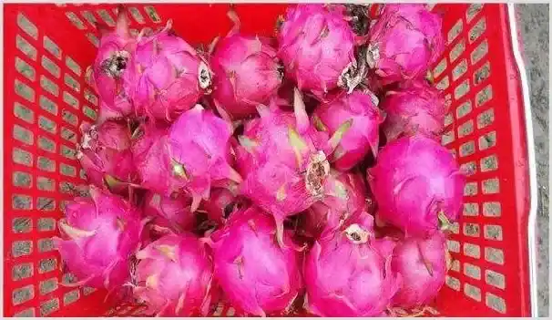 火龙果栽培管理技术 | 种植资料