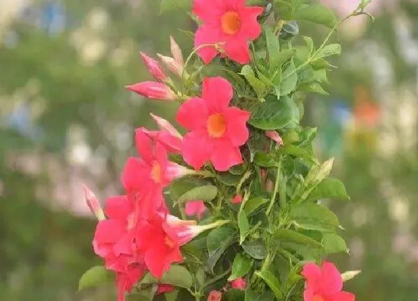 植物移栽|飘香藤什么时候换盆最好 换盆时间与方法