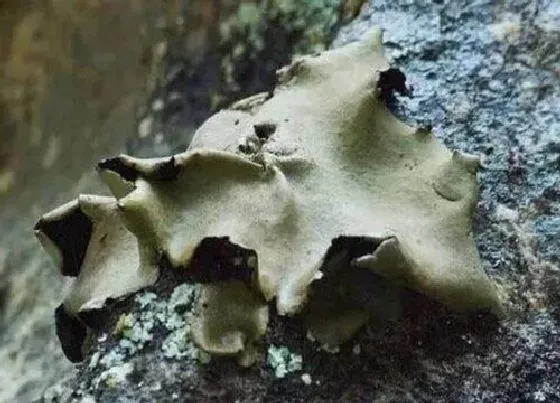 功效常识|石耳的功效与作用及食用方法
