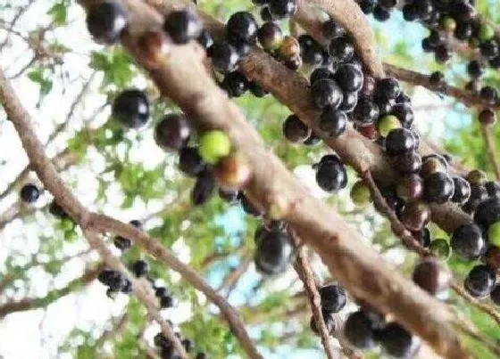 植物排行|嘉宝果树什么品种最好