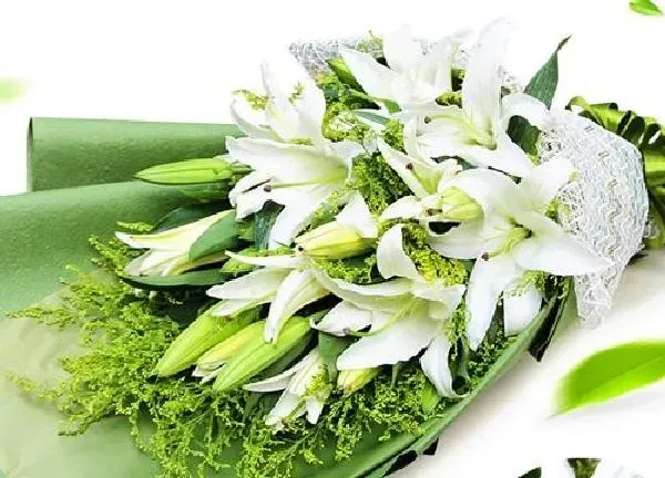 养殖科普|香水百合喜阴还是喜阳光的植物