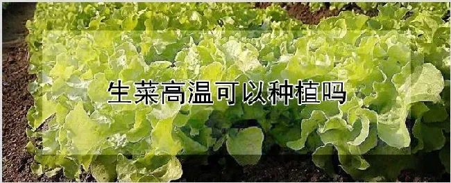 生菜高温可以种植吗 | 农业技术