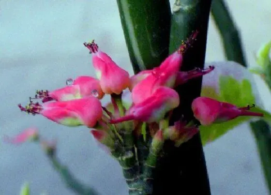植物种类|红雀珊瑚是树还是花