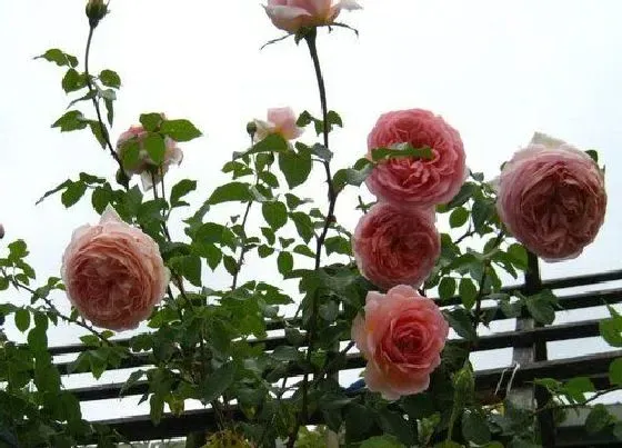 开花时间|爬藤月季什么时候开花 花期时间与季节