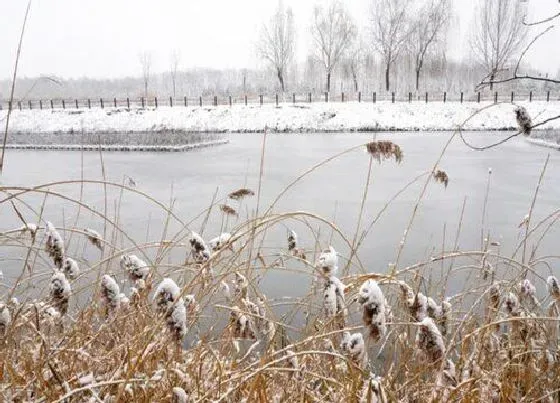 习性特点|芦苇的生长习性特点和生长环境条件