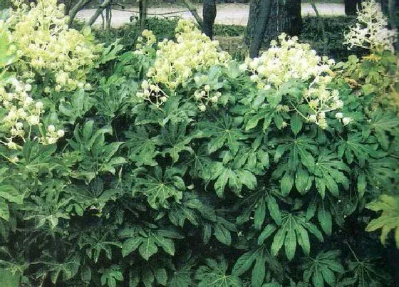 植物排行|喜阴植物有哪些