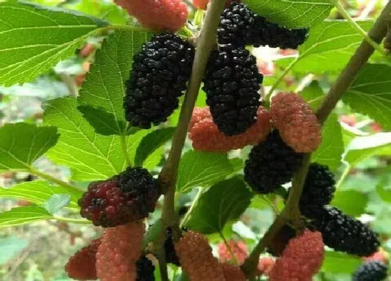 食用常识|桑葚含糖量高吗