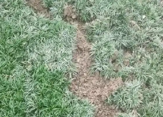 植物百科|玉龙草开花吗 开花什么样子