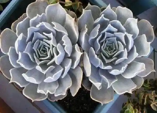 养殖方法|丽娜莲怎么养长的好