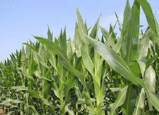 植物播种|夏玉米什么时候播种最合适