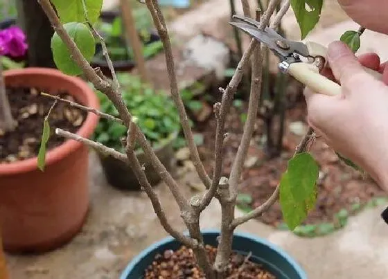 植物修剪|扶桑什么时候剪枝合适