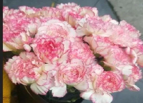 花语|黄色康乃馨花语代表什么意思（黄康乃馨的象征意义）