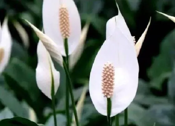 花朵|一帆风顺花的特点和作用 有几个品种图片