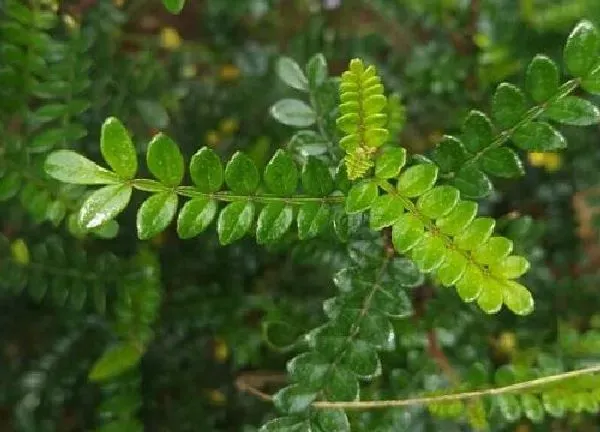 养殖科普|驱蚊草喜欢阳光吗