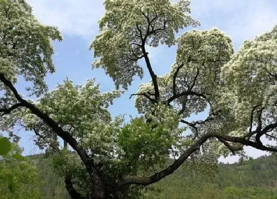 植物种类|降龙木是什么树 产地在哪里