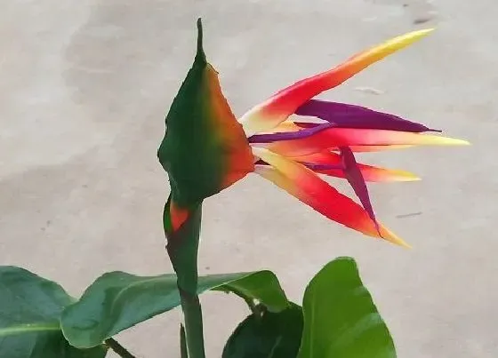 花语|什么花代表幸福