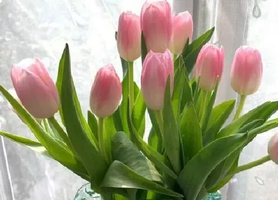 花卉趣闻|郁金香的颜色有哪些（最常见的郁金香开什么颜色的花）