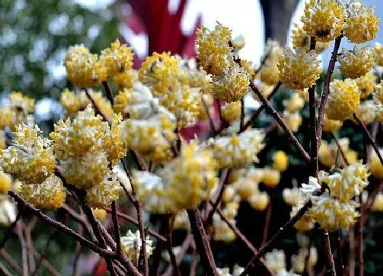 植物毒性|结香花香味有毒吗