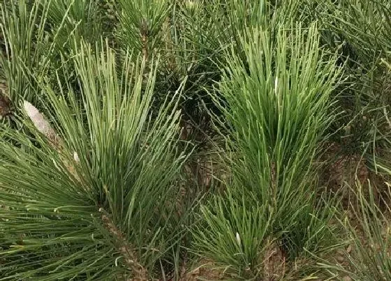 植物种类|松树是双子叶植物吗