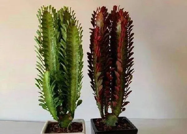 养殖方法|龙骨花怎么养长的好